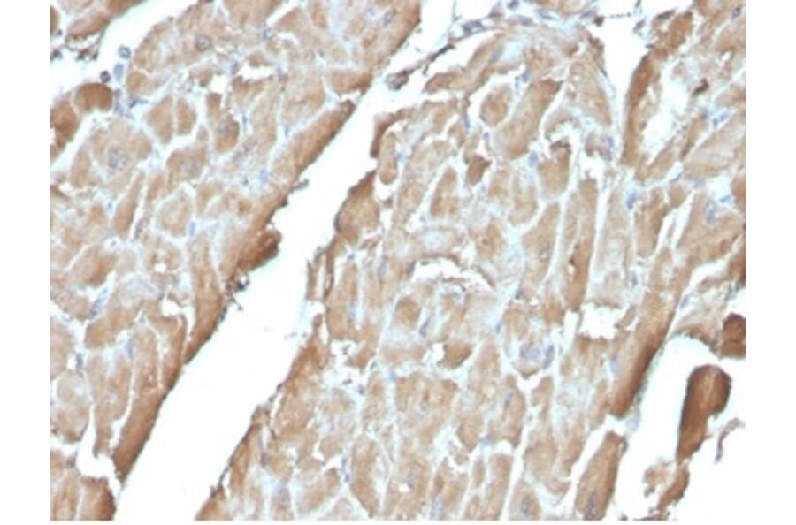 Immunohistochemistry - Anti-H-FABP Antibody [FABP3/3430] - BSA and Azide free (A278181) - Antibodies.com