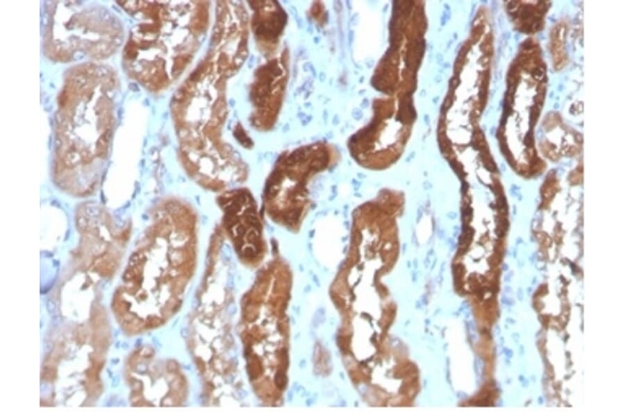 Immunohistochemistry - Anti-H-FABP Antibody [FABP3/3430] - BSA and Azide free (A278181) - Antibodies.com