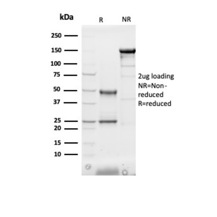 SDS-PAGE - Anti-H-FABP Antibody [FABP3/3430] - BSA and Azide free (A278181) - Antibodies.com