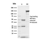 SDS-PAGE - Anti-H-FABP Antibody [FABP3/3430] - BSA and Azide free (A278181) - Antibodies.com