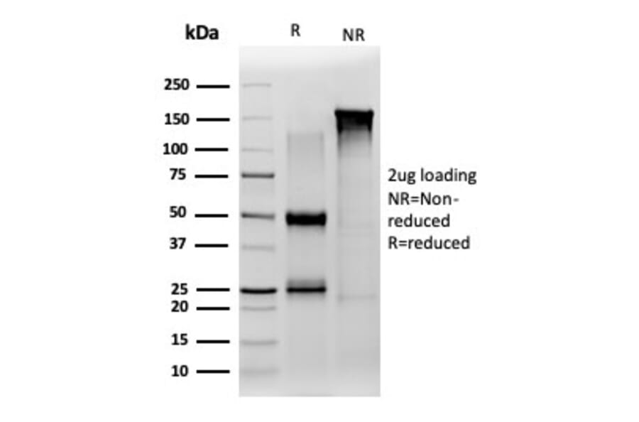 SDS-PAGE - Anti-JAZF1 Antibody [PCRP-JAZF1-1C2] - BSA and Azide free (A278192) - Antibodies.com