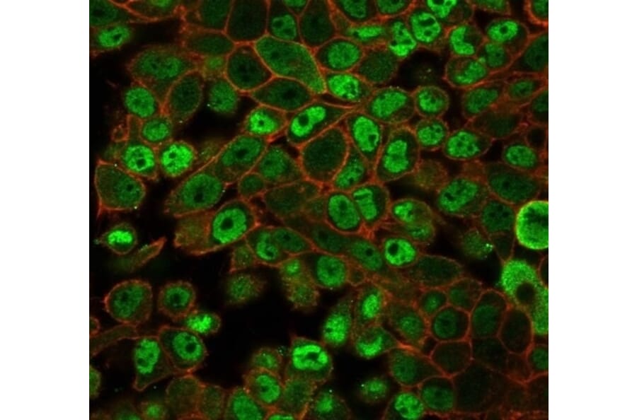 Immunofluorescence - Anti-JAZF1 Antibody [PCRP-JAZF1-1C2] - BSA and Azide free (A278192) - Antibodies.com
