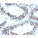 Immunohistochemistry - Anti-JAZF1 Antibody [PCRP-JAZF1-1C2] - BSA and Azide free (A278192) - Antibodies.com