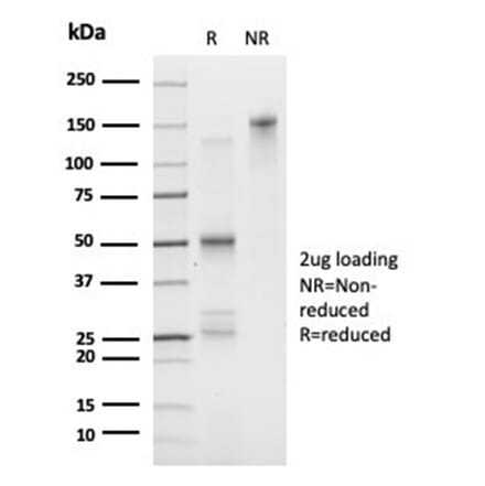 SDS-PAGE - Anti-FOXL1 Antibody [PCRP-FOXL1-1F8] - BSA and Azide free (A278193) - Antibodies.com