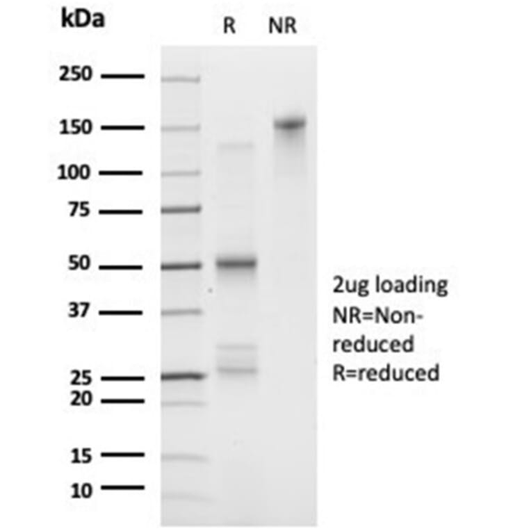SDS-PAGE - Anti-FOXL1 Antibody [PCRP-FOXL1-1F8] - BSA and Azide free (A278193) - Antibodies.com