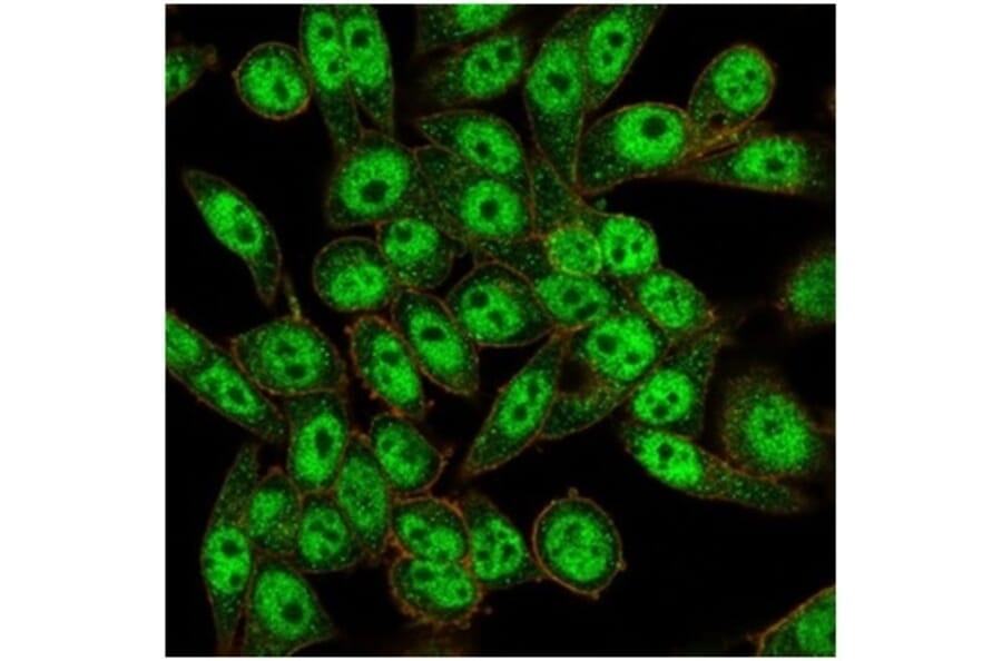 Immunofluorescence - Anti-FOXL1 Antibody [PCRP-FOXL1-1F8] - BSA and Azide free (A278193) - Antibodies.com