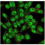 Immunofluorescence - Anti-FOXL1 Antibody [PCRP-FOXL1-1F8] - BSA and Azide free (A278193) - Antibodies.com