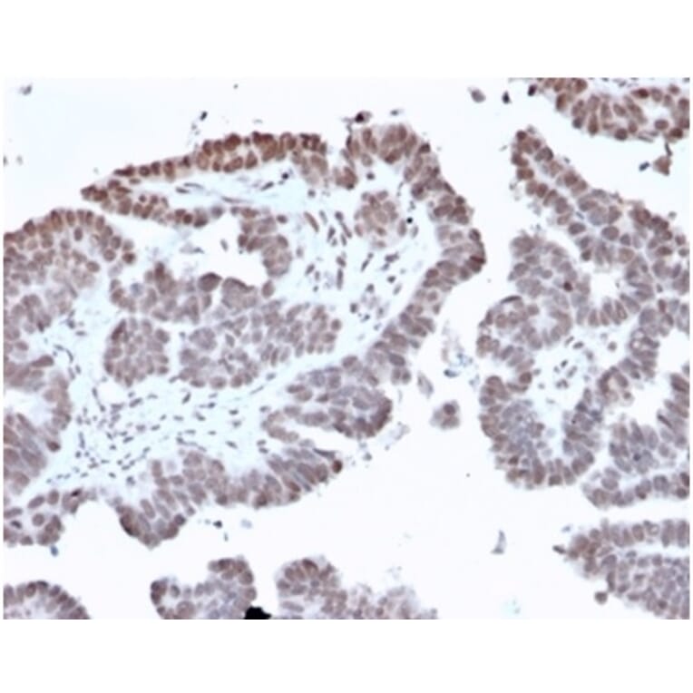 Immunohistochemistry - Anti-FOXL1 Antibody [PCRP-FOXL1-1F8] - BSA and Azide free (A278193) - Antibodies.com
