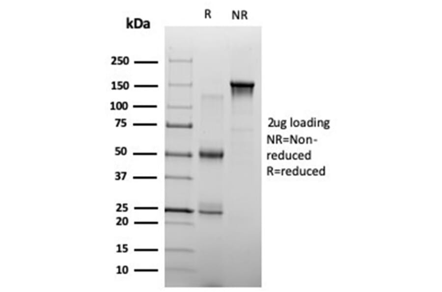 SDS-PAGE - Anti-ZHX3 Antibody [PCRP-ZHX3-1D11] - BSA and Azide free (A278194) - Antibodies.com