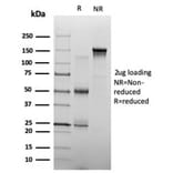 SDS-PAGE - Anti-ZHX3 Antibody [PCRP-ZHX3-1D11] - BSA and Azide free (A278194) - Antibodies.com