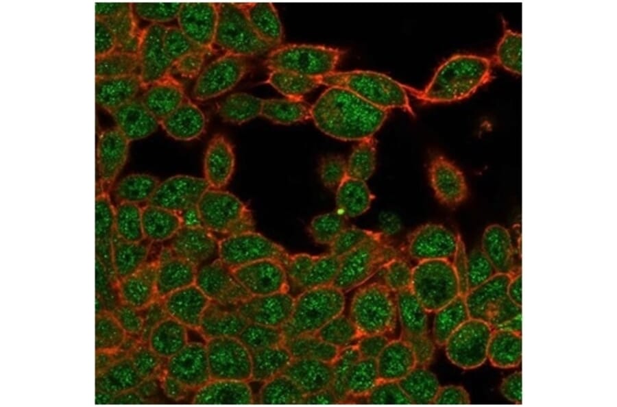 Immunofluorescence - Anti-ZHX3 Antibody [PCRP-ZHX3-1G3] - BSA and Azide free (A278195) - Antibodies.com
