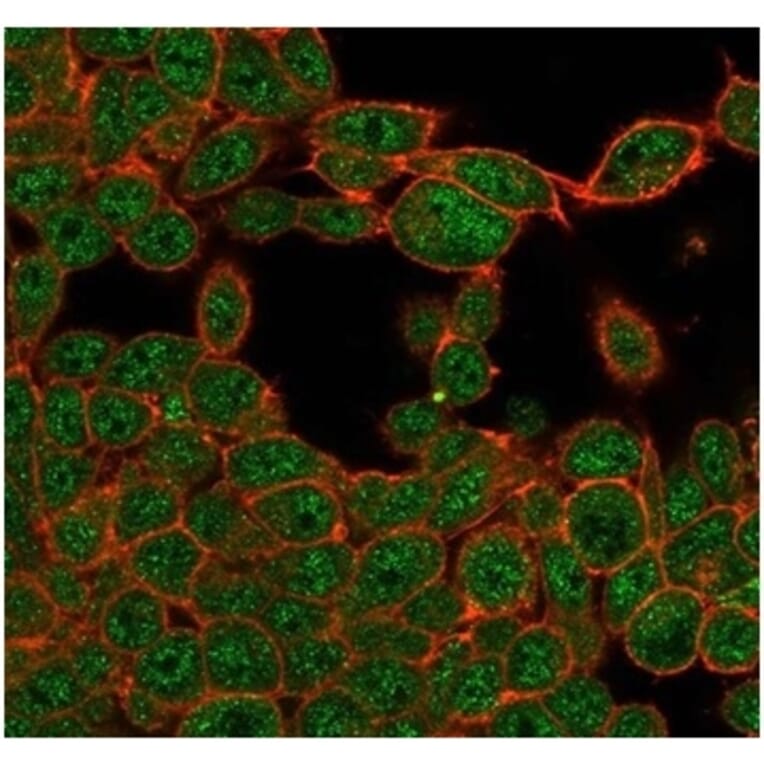 Immunofluorescence - Anti-ZHX3 Antibody [PCRP-ZHX3-1G3] - BSA and Azide free (A278195) - Antibodies.com