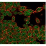 Immunofluorescence - Anti-ZHX3 Antibody [PCRP-ZHX3-1G3] - BSA and Azide free (A278195) - Antibodies.com