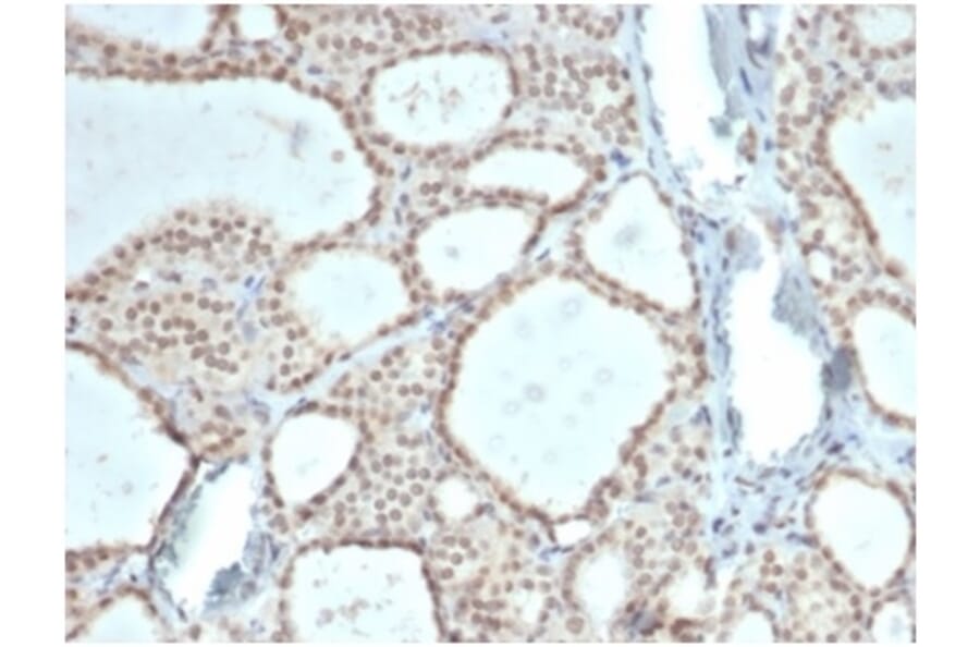Immunohistochemistry - Anti-ZHX3 Antibody [PCRP-ZHX3-1G3] - BSA and Azide free (A278195) - Antibodies.com