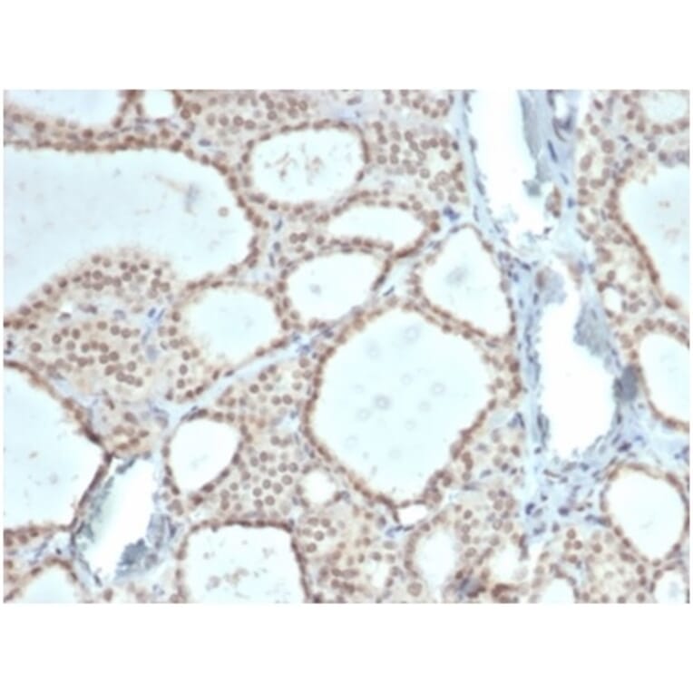 Immunohistochemistry - Anti-ZHX3 Antibody [PCRP-ZHX3-1G3] - BSA and Azide free (A278195) - Antibodies.com