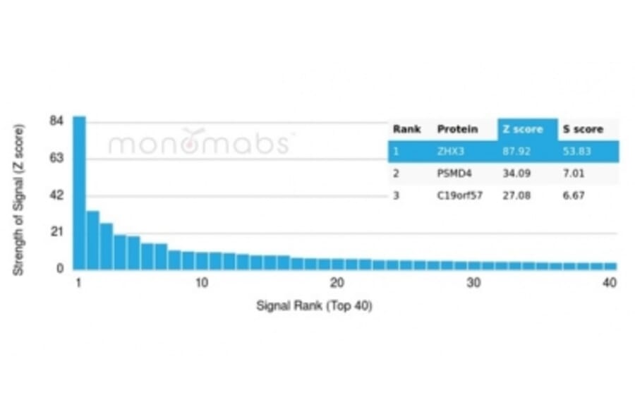 Protein Array - Anti-ZHX3 Antibody [PCRP-ZHX3-1G3] - BSA and Azide free (A278195) - Antibodies.com