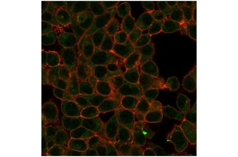 Immunofluorescence - Anti-HIC2 Antibody [PCRP-HIC2-1B1] - BSA and Azide free (A278196) - Antibodies.com
