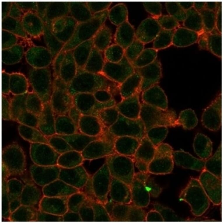 Immunofluorescence - Anti-HIC2 Antibody [PCRP-HIC2-1B1] - BSA and Azide free (A278196) - Antibodies.com