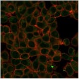 Immunofluorescence - Anti-HIC2 Antibody [PCRP-HIC2-1B1] - BSA and Azide free (A278196) - Antibodies.com
