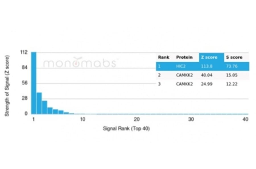 Protein Array - Anti-HIC2 Antibody [PCRP-HIC2-1B1] - BSA and Azide free (A278196) - Antibodies.com