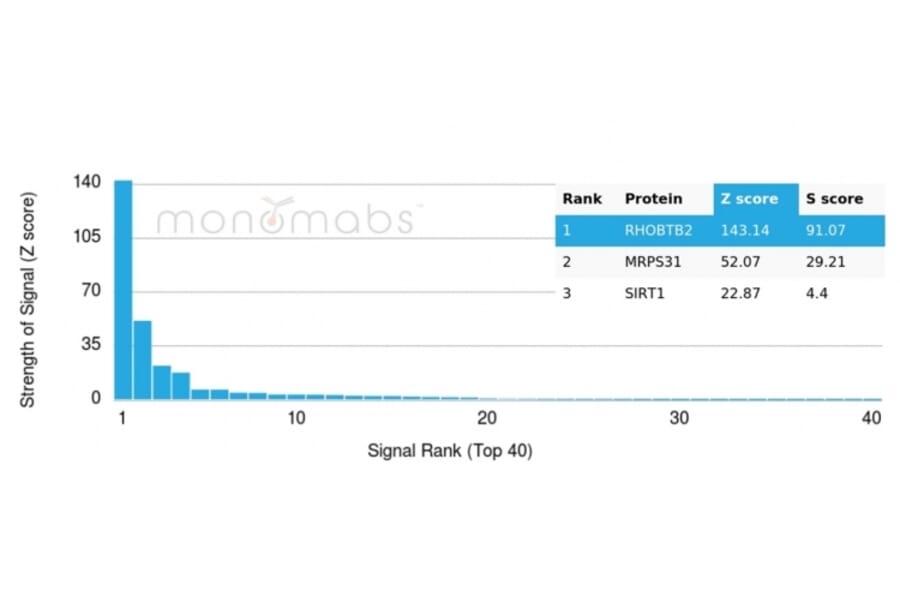 Protein Array - Anti-DBC2 Antibody [DBC2/3361] - BSA and Azide free (A278200) - Antibodies.com