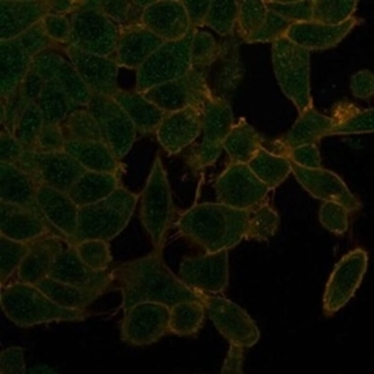 Immunofluorescence - Anti-UBR2 Antibody [PCRP-UBR2-1D12] - BSA and Azide free (A278201) - Antibodies.com