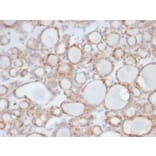 Immunohistochemistry - Anti-UBR2 Antibody [PCRP-UBR2-1D12] - BSA and Azide free (A278201) - Antibodies.com