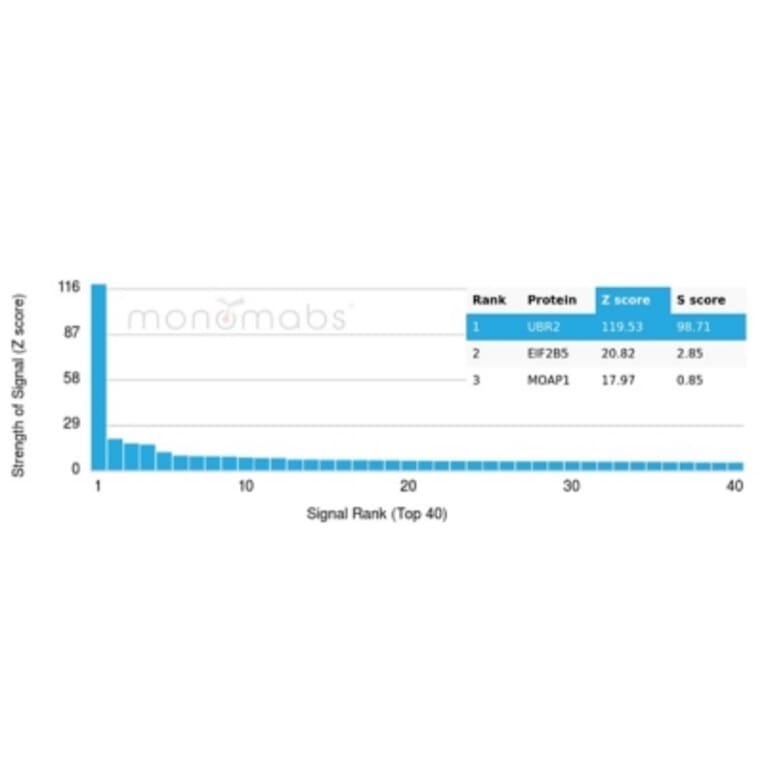 Protein Array - Anti-UBR2 Antibody [PCRP-UBR2-1D12] - BSA and Azide free (A278201) - Antibodies.com