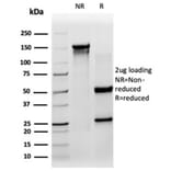 SDS-PAGE - Anti-SIRT3 Antibody [PCRP-SIRT3-1C10] - BSA and Azide free (A278203) - Antibodies.com