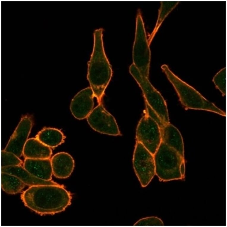 Immunofluorescence - Anti-SIRT1 Antibody [PCRP-SIRT1-1E11] - BSA and Azide free (A278204) - Antibodies.com