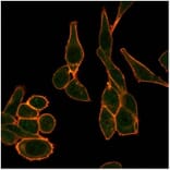 Immunofluorescence - Anti-SIRT1 Antibody [PCRP-SIRT1-1E11] - BSA and Azide free (A278204) - Antibodies.com