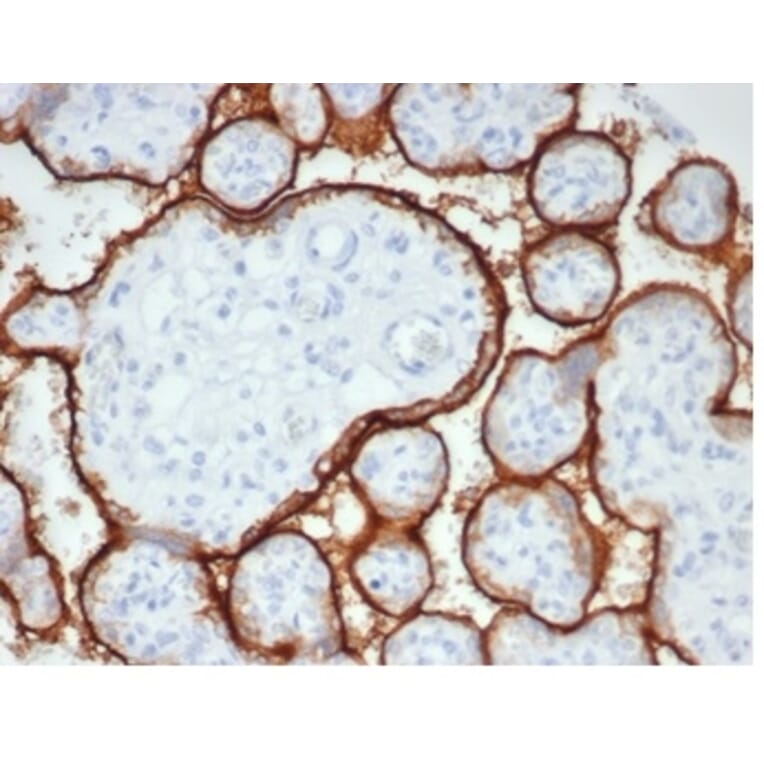 Immunohistochemistry - Anti-Placental Alkaline Phosphatase Antibody [rALP/870] - BSA and Azide free (A278205) - Antibodies.com