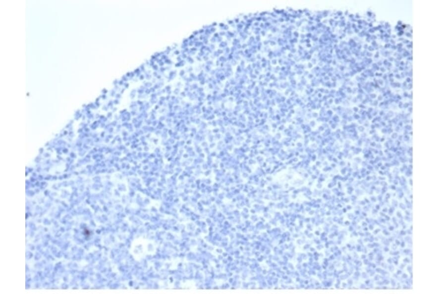 Immunohistochemistry - Anti-Placental Alkaline Phosphatase Antibody [rALP/870] - BSA and Azide free (A278205) - Antibodies.com