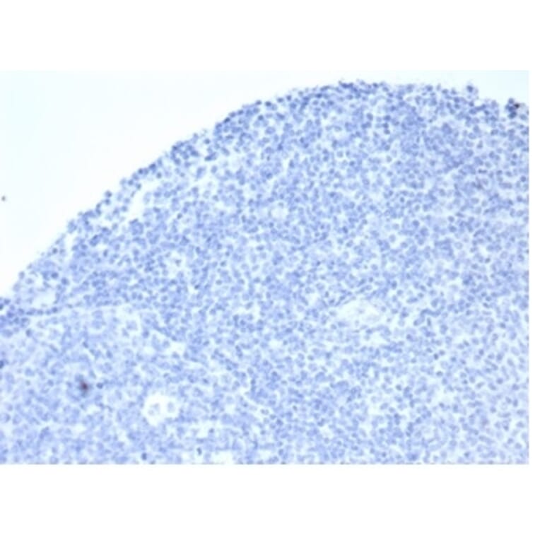 Immunohistochemistry - Anti-Placental Alkaline Phosphatase Antibody [rALP/870] - BSA and Azide free (A278205) - Antibodies.com