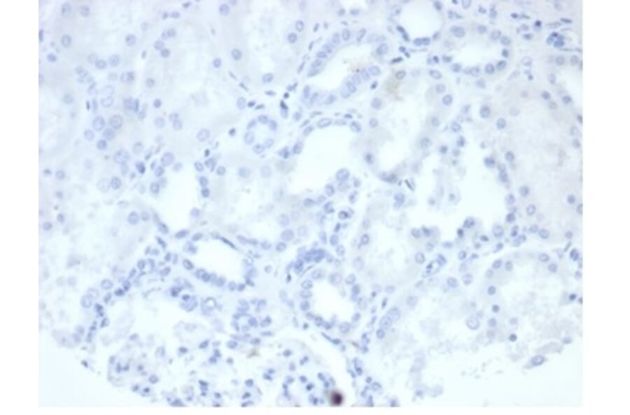 Immunohistochemistry - Anti-Placental Alkaline Phosphatase Antibody [rALP/870] - BSA and Azide free (A278205) - Antibodies.com