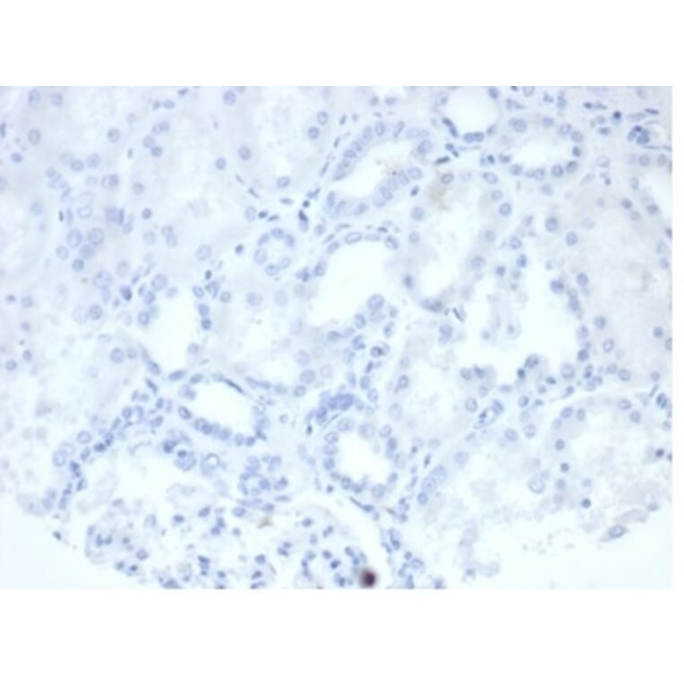 Immunohistochemistry - Anti-Placental Alkaline Phosphatase Antibody [rALP/870] - BSA and Azide free (A278205) - Antibodies.com