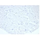 Immunohistochemistry - Anti-Placental Alkaline Phosphatase Antibody [rALP/870] - BSA and Azide free (A278205) - Antibodies.com