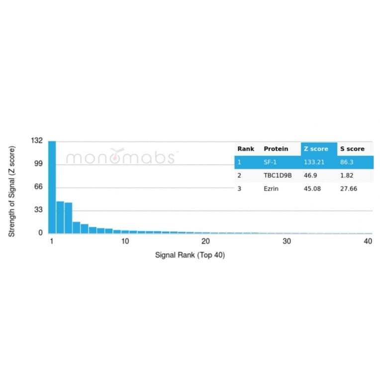 Protein Array - Anti-Steroidogenic Factor 1 Antibody [NR5A1/3420] - BSA and Azide free (A278207) - Antibodies.com