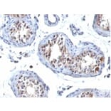 Immunohistochemistry - Anti-GCET2 Antibody [HGAL/830] - BSA and Azide free (A278208) - Antibodies.com