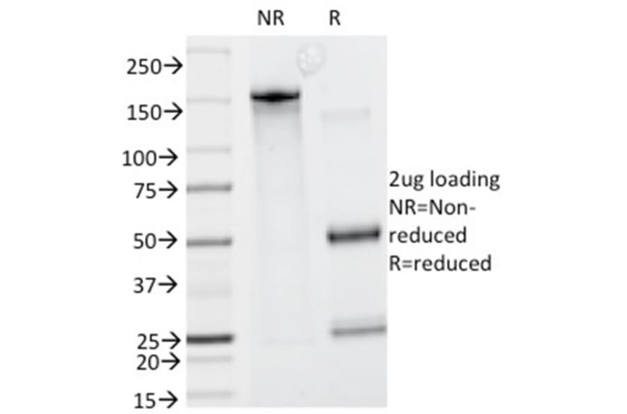 SDS-PAGE - Anti-GCET2 Antibody [HGAL/830] - BSA and Azide free (A278208) - Antibodies.com