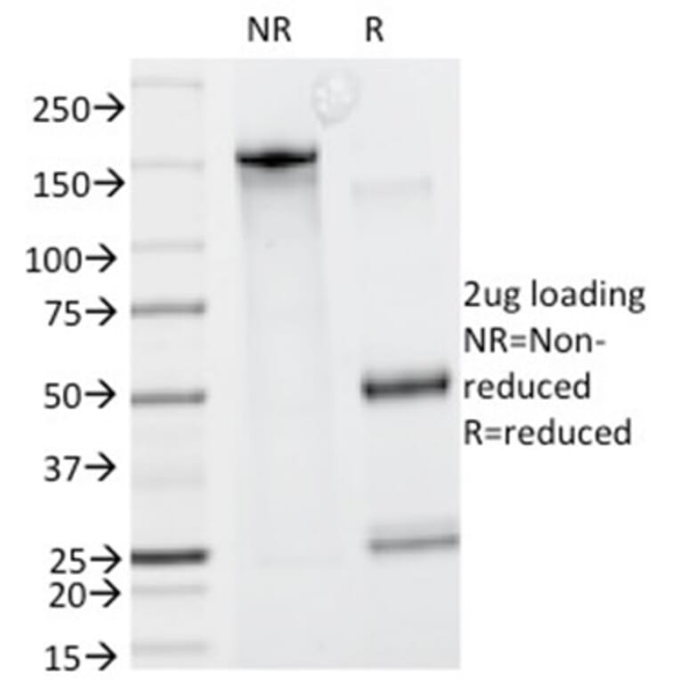 SDS-PAGE - Anti-GCET2 Antibody [HGAL/830] - BSA and Azide free (A278208) - Antibodies.com