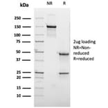 SDS-PAGE - Anti-GCET2 Antibody [HGAL/2373] - BSA and Azide free (A278209) - Antibodies.com