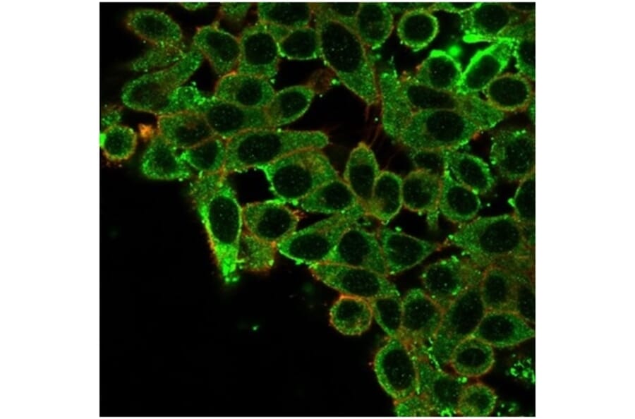 Immunofluorescence - Anti-CNOT10 Antibody [PCRP-CNOT10-1D5] - BSA and Azide free (A278210) - Antibodies.com