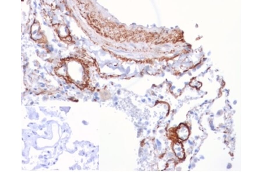 Immunohistochemistry - Anti-FGF21 Antibody [FGF21/4343] - BSA and Azide free (A278212) - Antibodies.com