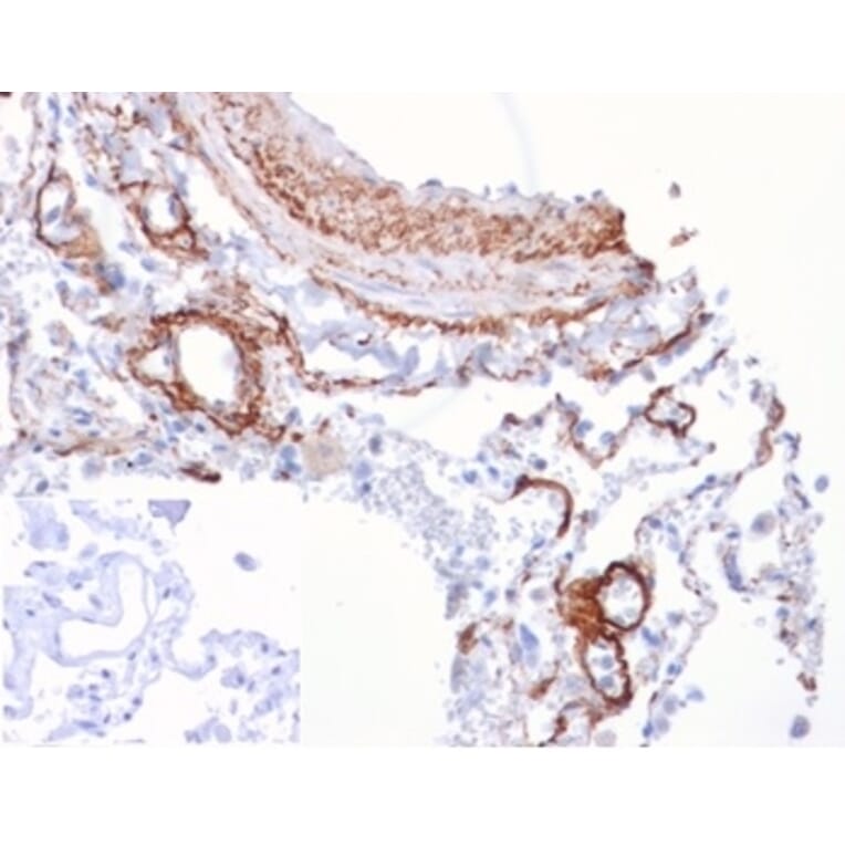 Immunohistochemistry - Anti-FGF21 Antibody [FGF21/4343] - BSA and Azide free (A278212) - Antibodies.com
