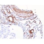 Immunohistochemistry - Anti-FGF21 Antibody [FGF21/4343] - BSA and Azide free (A278212) - Antibodies.com