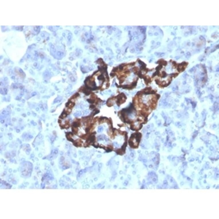 Immunohistochemistry - Anti-Vitamin D Binding Protein Antibody [VDBP/4481] - BSA and Azide free (A278213) - Antibodies.com