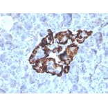 Immunohistochemistry - Anti-Vitamin D Binding Protein Antibody [VDBP/4481] - BSA and Azide free (A278213) - Antibodies.com