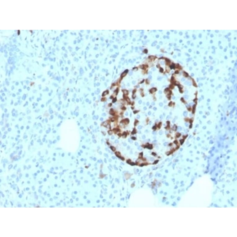 Immunohistochemistry - Anti-Vitamin D Binding Protein Antibody [VDBP/4481] - BSA and Azide free (A278213) - Antibodies.com