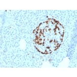 Immunohistochemistry - Anti-Vitamin D Binding Protein Antibody [VDBP/4481] - BSA and Azide free (A278213) - Antibodies.com